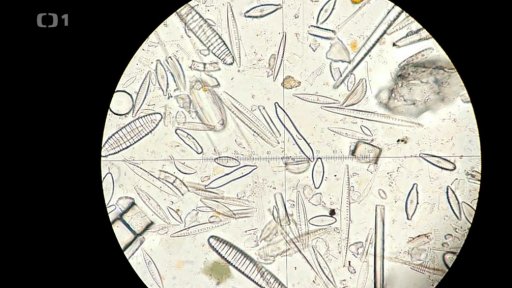 Kolonizace tuleních mumií