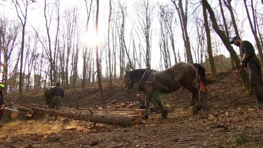 Bez komentáře: Nenahraditelný kůň