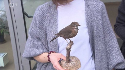 Zoonózy ježků, kosů a veverek