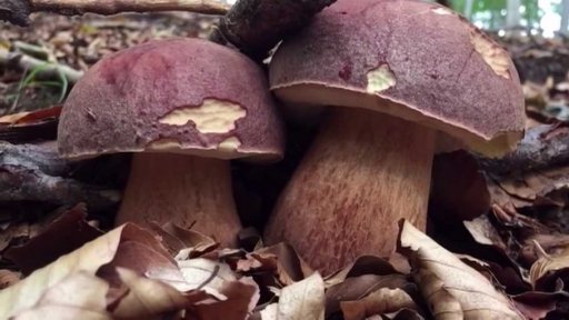 iReportéři: Soutěž