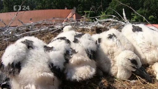 Čápata z jihočeských komínů