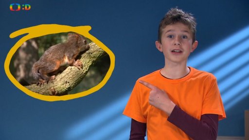 Krmítko pro veverky