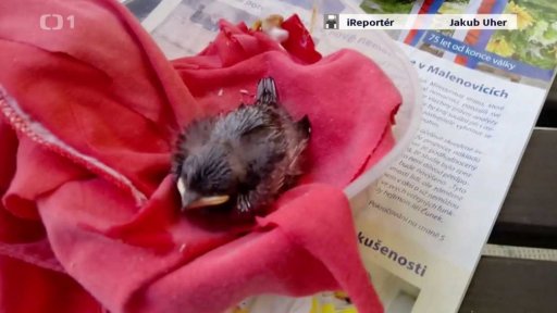 iReportéři: Soutěž