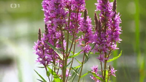 Bez komentáře: Biotop Bratčice