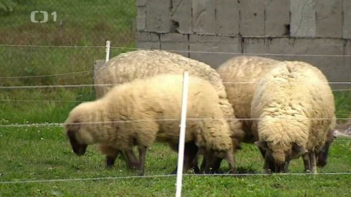 Tři minuty z: Salaš