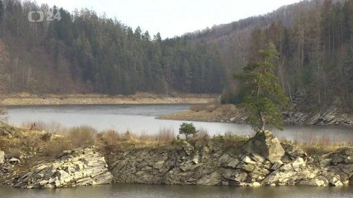 Chudobínská borovice bojuje o Evropský strom roku