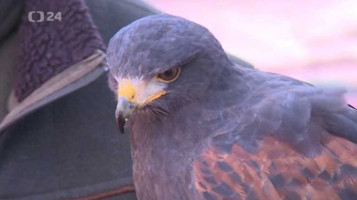 Tábor plaší havrany cvičenými káňaty