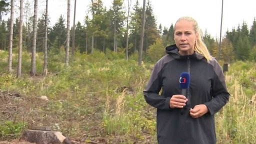 Kůrovcová kalamita