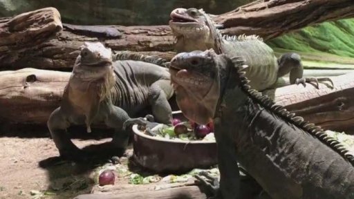 Chování zvířat v pražské zoo bez návštěvníků