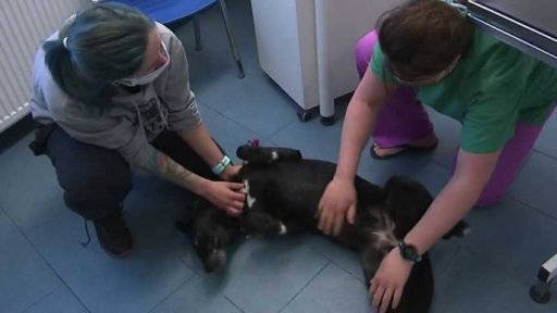 Poradna: chov domácích zvířat, 1. část