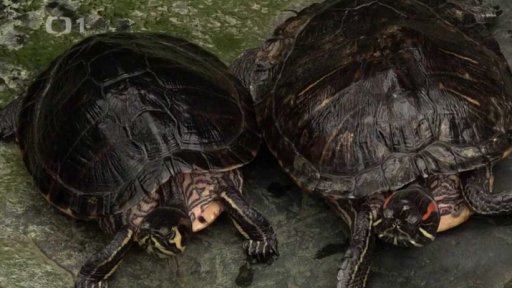 O vědě a vědcích: Ayahuasca