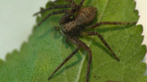 O vědě a vědcích: Pavoučci a mery