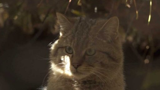 O vědě a vědcích: Divoké kočky