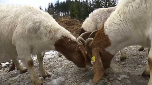 Reportáže Čt na sociálních sítích