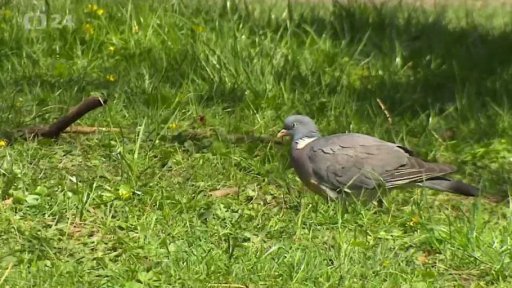 Poznej městskou džungli