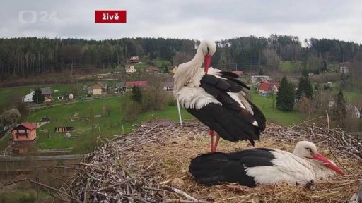 Čápi - poslové jara