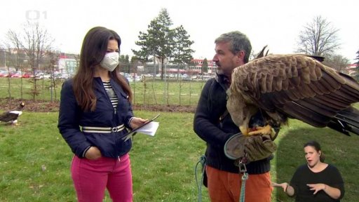 Ukázka dravých ptáků - 1. část