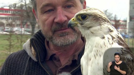 Ukázka dravých ptáků - 2. část