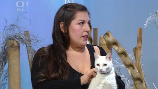 Útulek Opuštěné kočičí tlapky