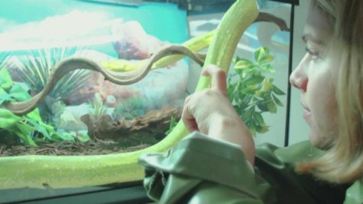 Had (r. Lena Milović, 15 min., 2017)