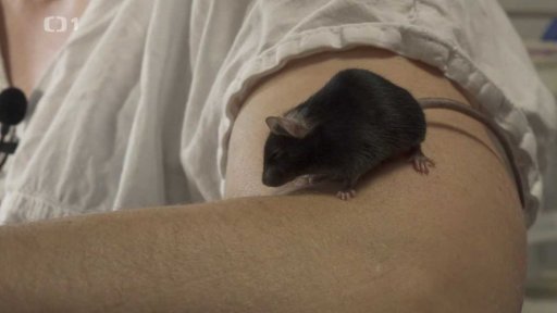 O vědě a vědcích: Holografická mikroendoskopie