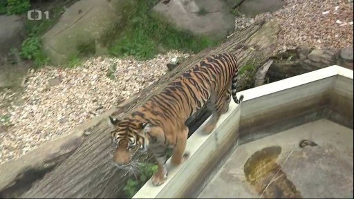 Třicet let poté: Sumaterský tygr