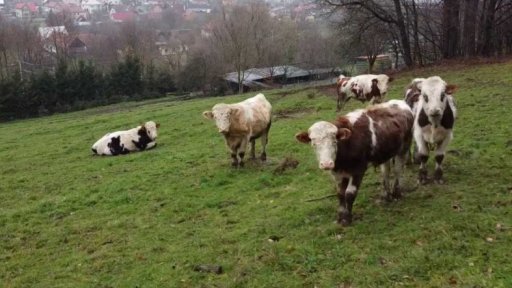 Tři minuty z: Valašská Polanka