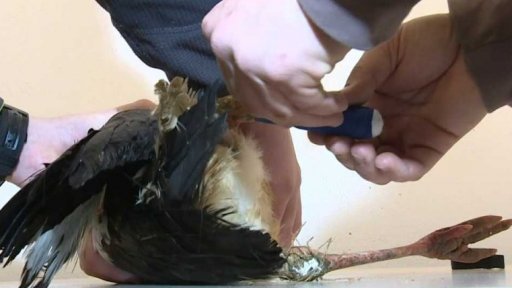 Protéza pro čápa z 3D tiskárny