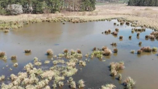 Ohrožení obyvatelé Janovského mokřadu