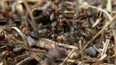 Nedostatek lesních mravenců