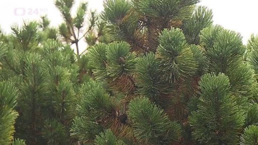 Prostor pro původní vegetaci