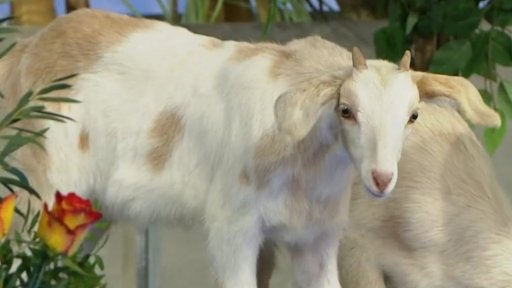 Jarní mláďata: kůzlata - 1. část