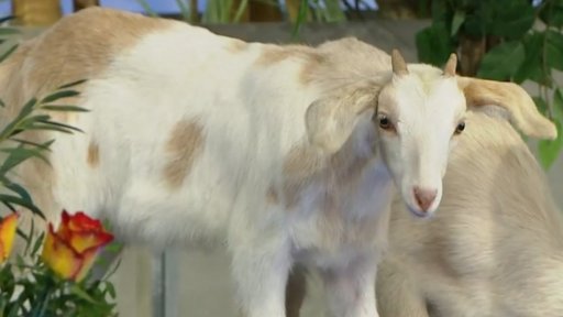 Jarní mláďata: kůzlata - 2. část