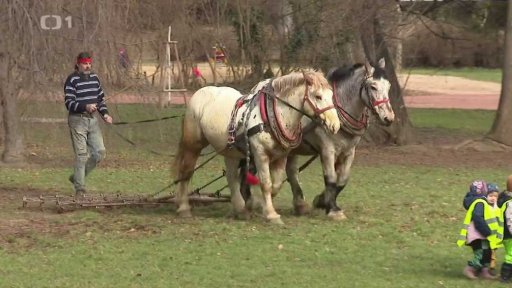 Bez komentáře: Koně jsou nejlepší pomocník