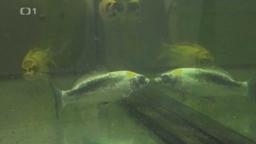 O vědě a vědcích: Jak přežít v českém rybníce