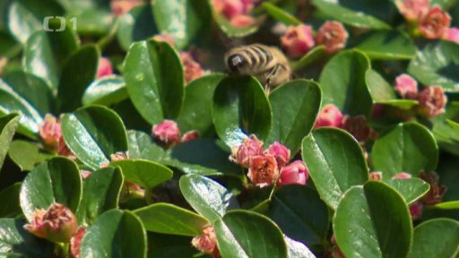 Tři minuty z Jankovic