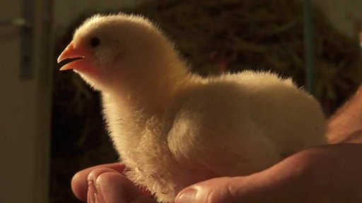 O vědě a vědcích: Mikroflóra kvočny