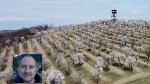 Mandloňové sady kamerou iReportéra