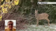 Srny v Srní na Šumavě - rozhovor s iReportérem ČT