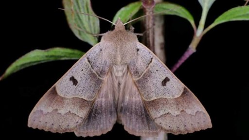 Tajemství nočních motýlů