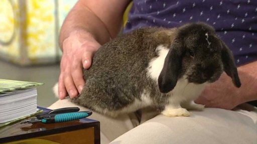 Chov zakrslých králíčků - 2. část