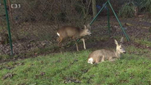 Rekordní rok záchranných stanic živočichů