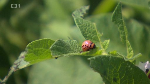 Rostlinolékařovy starosti