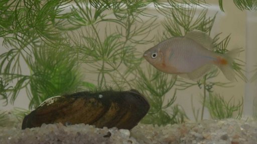 O vědě a vědcích: Přemet embrya hořavky