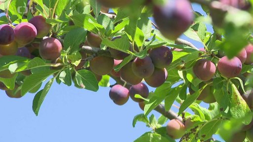 Spála ničí stromy