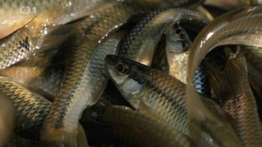 O vědě a vědcích: Kdyby nebyly v tůních ryby