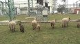 Ovce ve stínu elektrárny