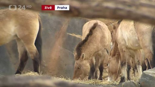 Nová sezona v Zoo Praha
