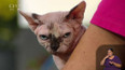 Sphynx kočky - 1. část