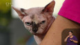 Sphynx kočky - 2. část